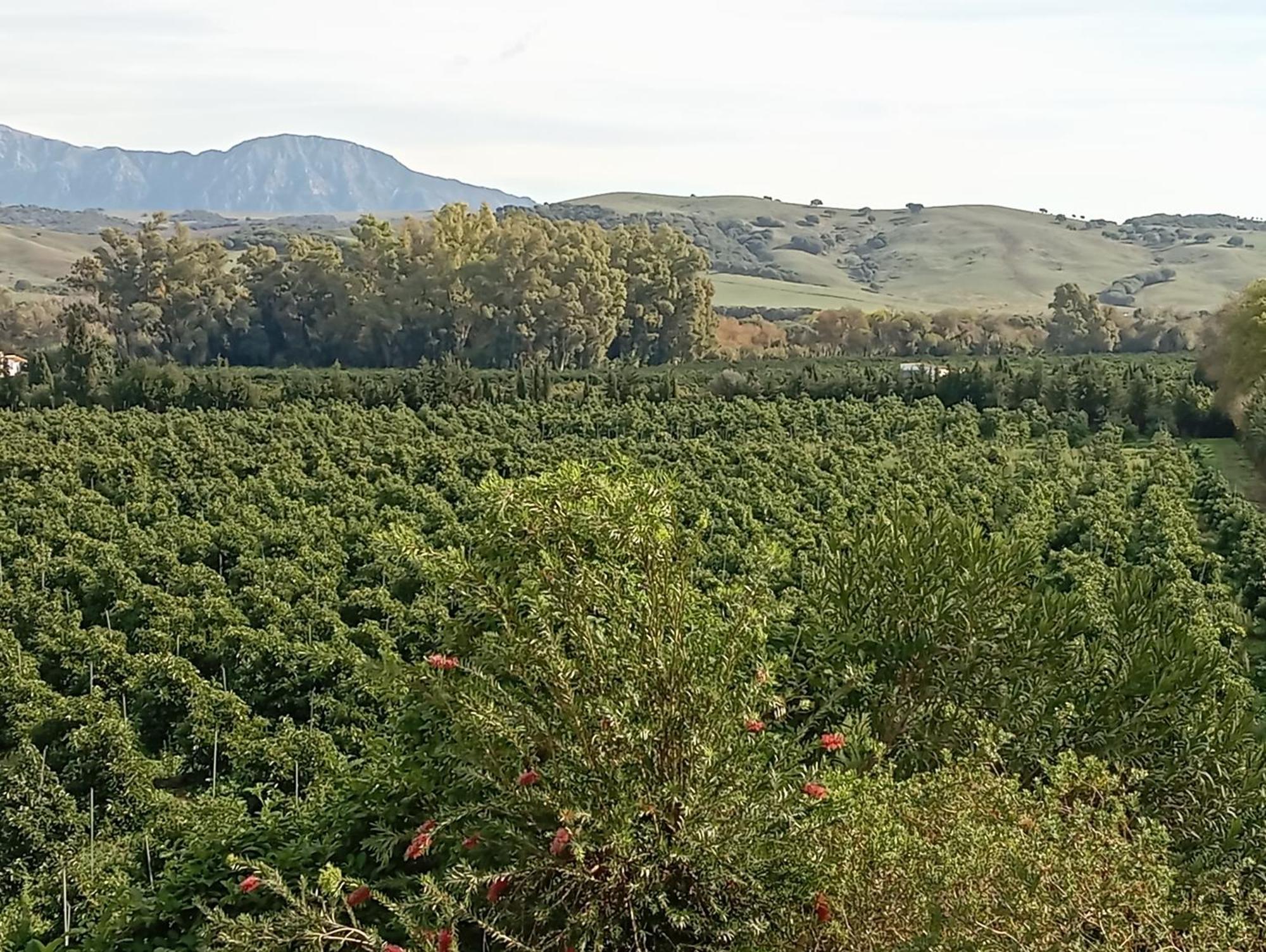 Los Dos Cedros San Pablo Buitenkant foto